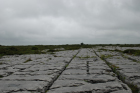 Sheshymore Limestone pavement exposes shallow water carbonates of the Brigantian, Slievenaglasha Formation. These classic kharstified exposures of tabular blocks of limestone pavement, Clints, are cut by vertical fractures, Grikes, which were widened by post glacial disolution (McNamara, & Hennessy, 2010). Fractures were intially established during Variscan folding (Coller, 1984).